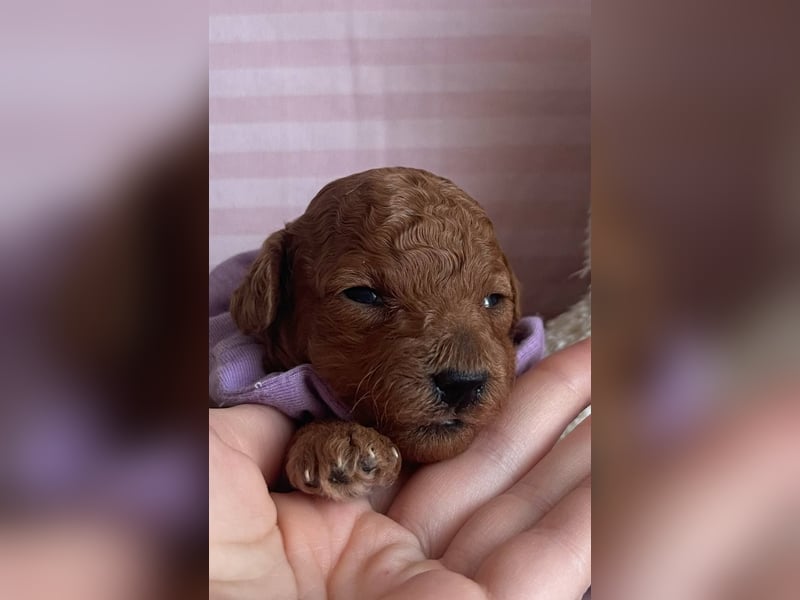 Toypudel Welpen in Rot Red Fawn
