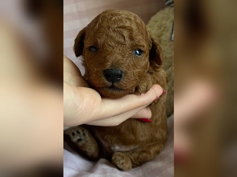 Toypudel Welpen in Rot Red Fawn