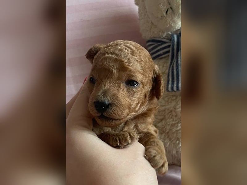 Toypudel Welpen in Rot Red Fawn