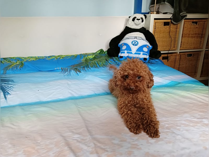 Mini-Toypudel Linda, 3 Jahre