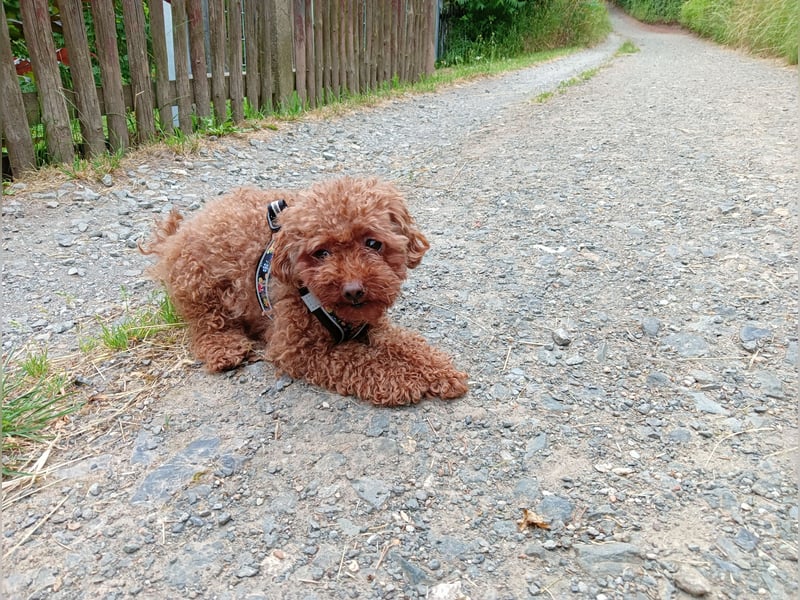 Mini-Toypudel Linda, 3 Jahre