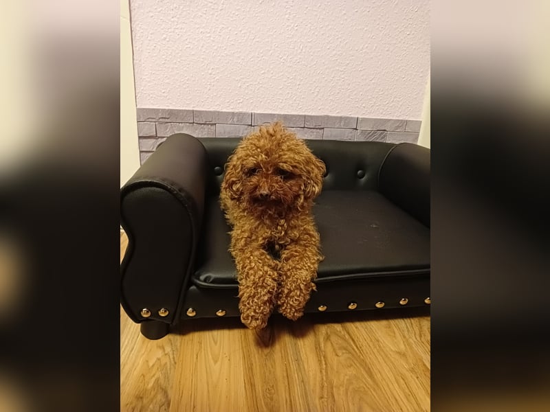 Mini-Toypudel Linda, 3 Jahre
