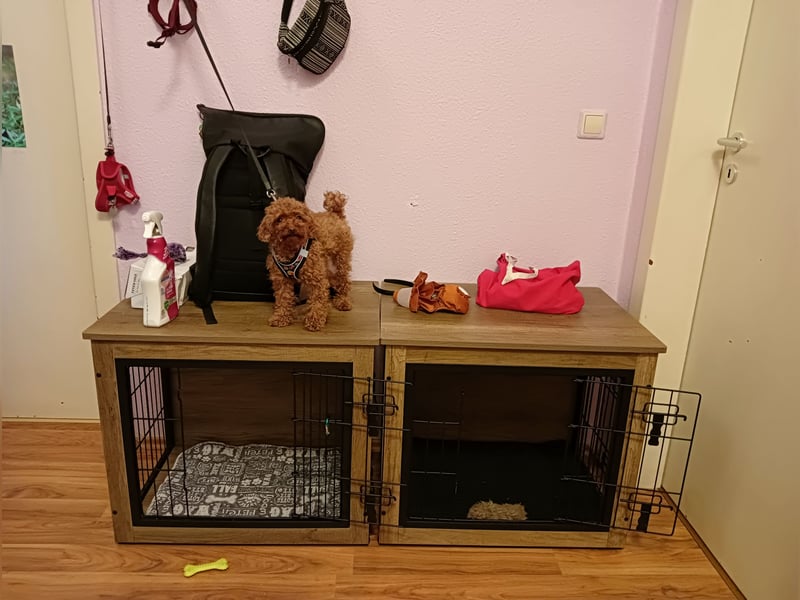Mini-Toypudel Linda, 3 Jahre