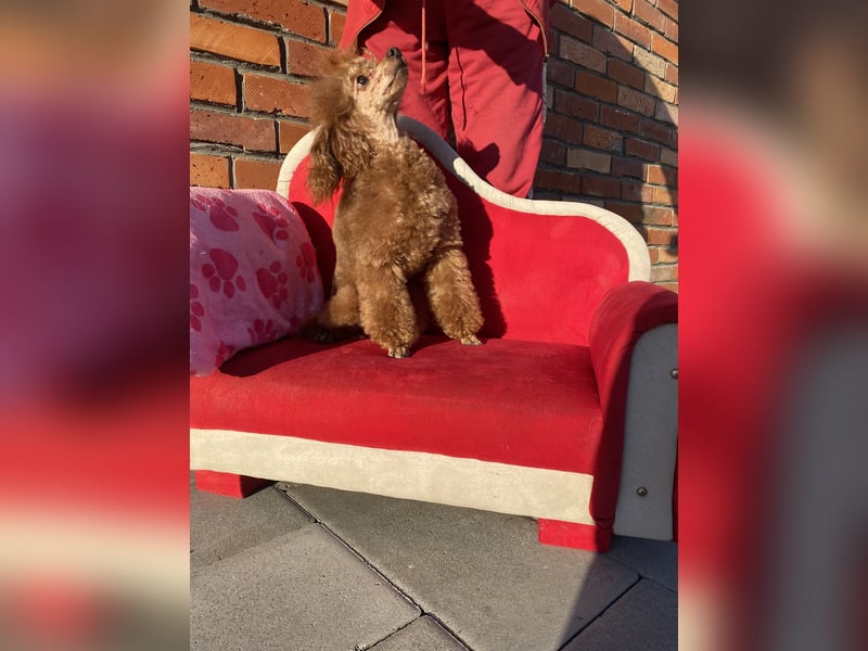 Toy pudel Rot, 27 cm, FCI