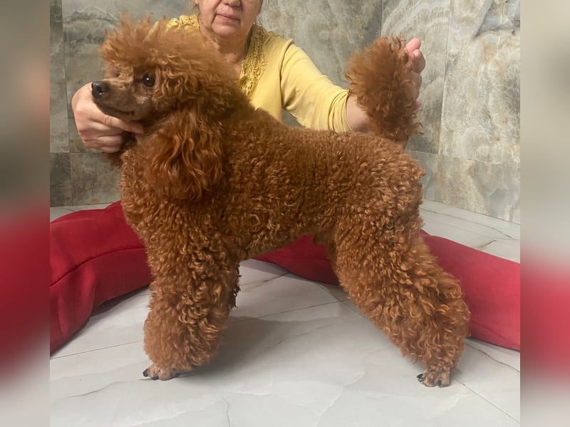 Toy pudel Rot, 27 cm, FCI