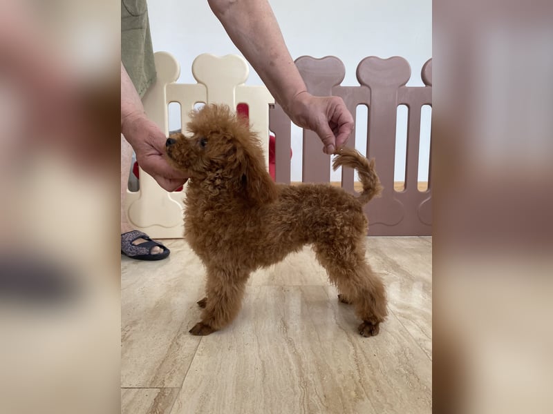 Toy pudel Mädchen Rot, FCI