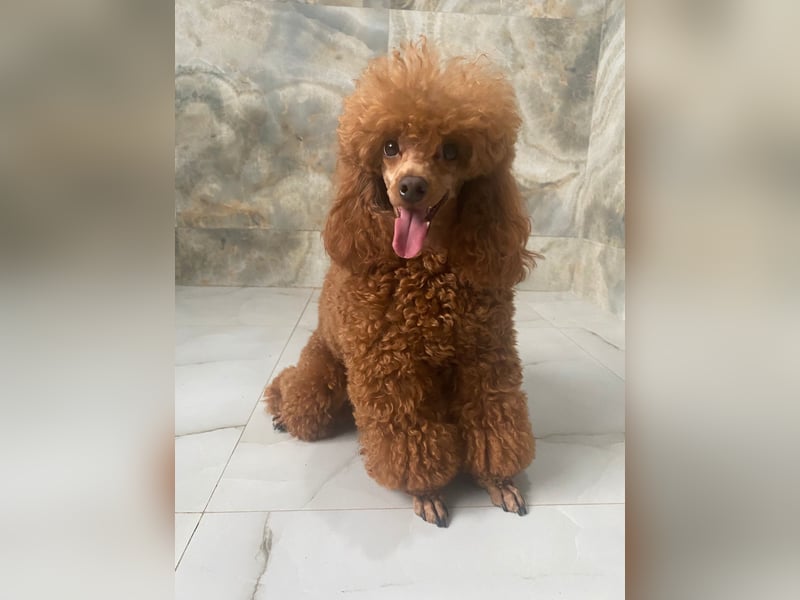 Toy pudel Rot, 27 cm, FCI