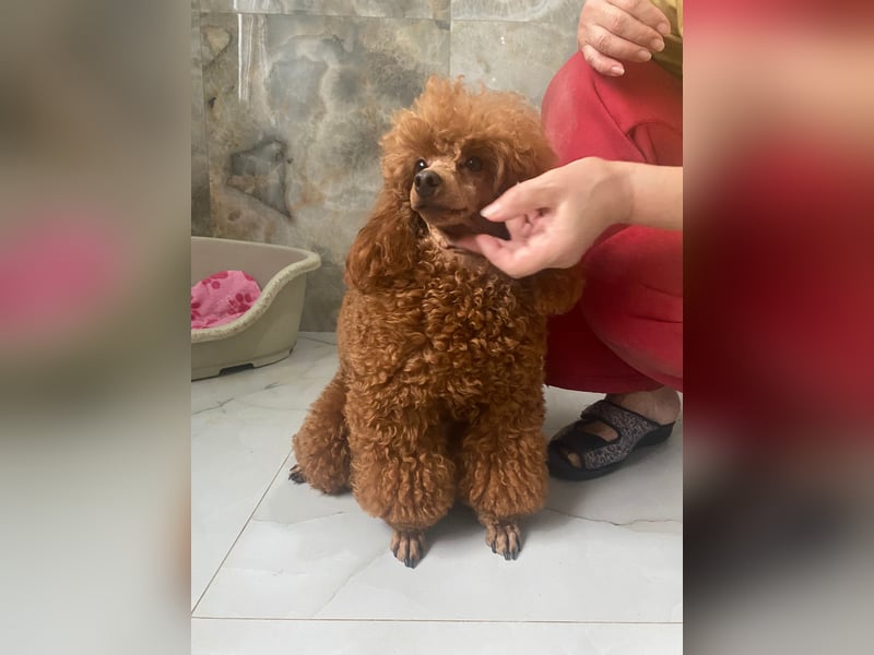 Toy pudel Rot, 27 cm, FCI
