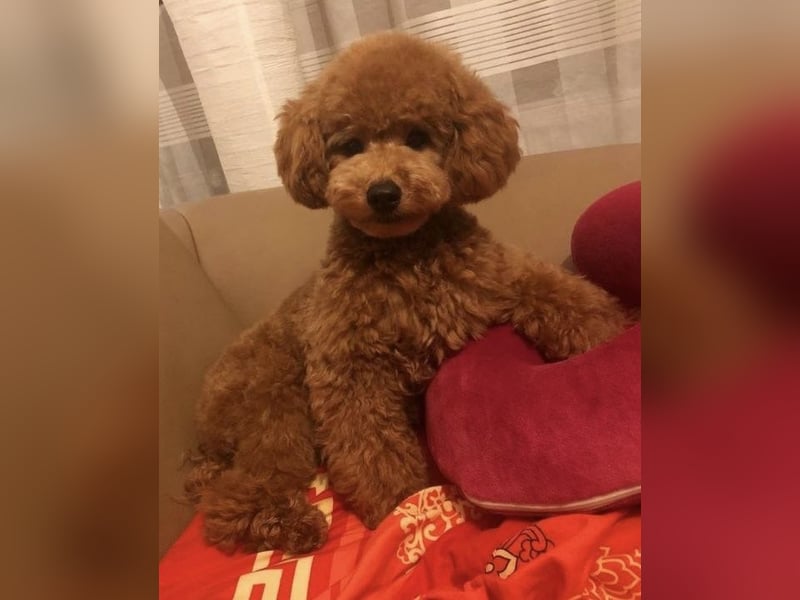 Rot Toypudel sucht neues Zuhause