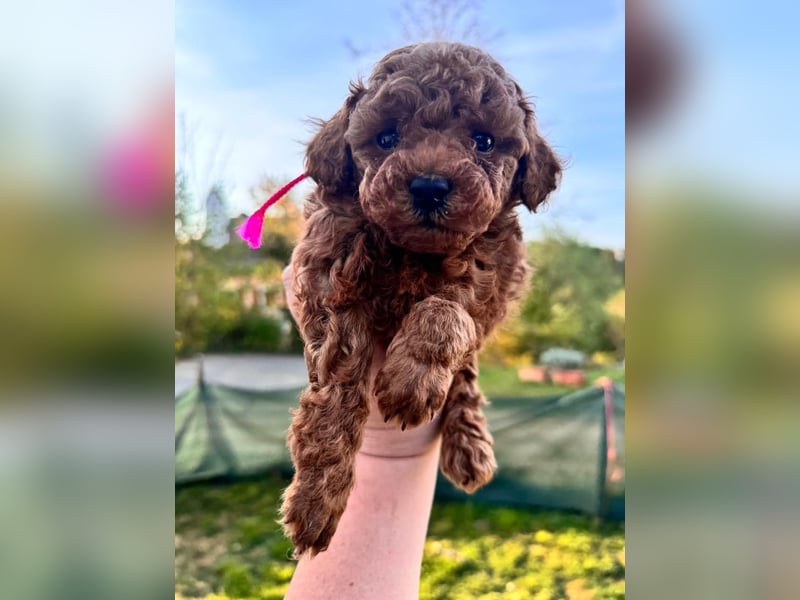 Rot Toypudel sucht neues Zuhause