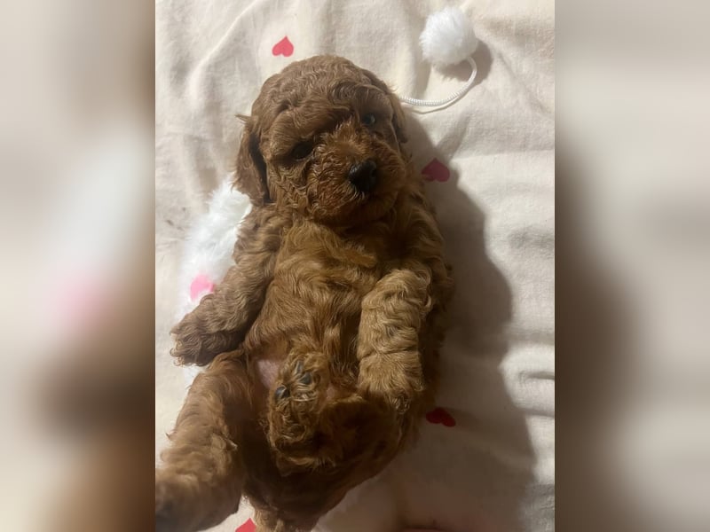 Rot Toypudel sucht neues Zuhause
