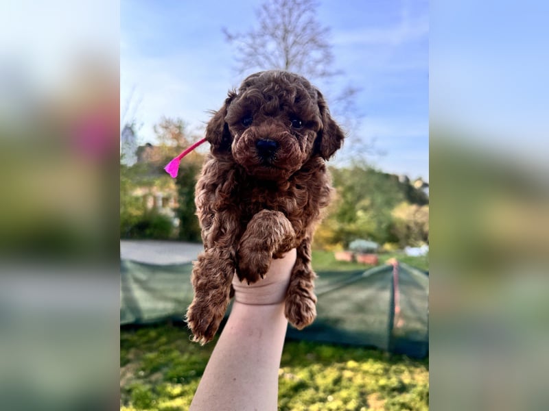 Rot Toypudel sucht neues Zuhause