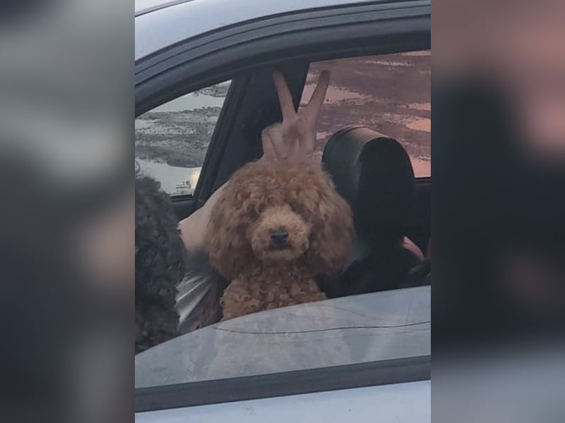 Rot Toypudel sucht neues Zuhause