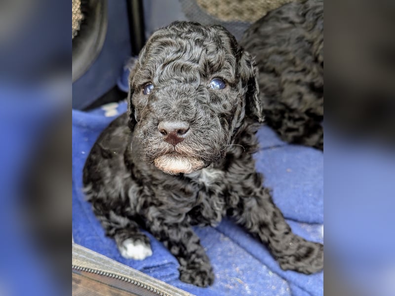 Schwarze (DARK chocolate)? Toypudel Hündin ab 6/2025