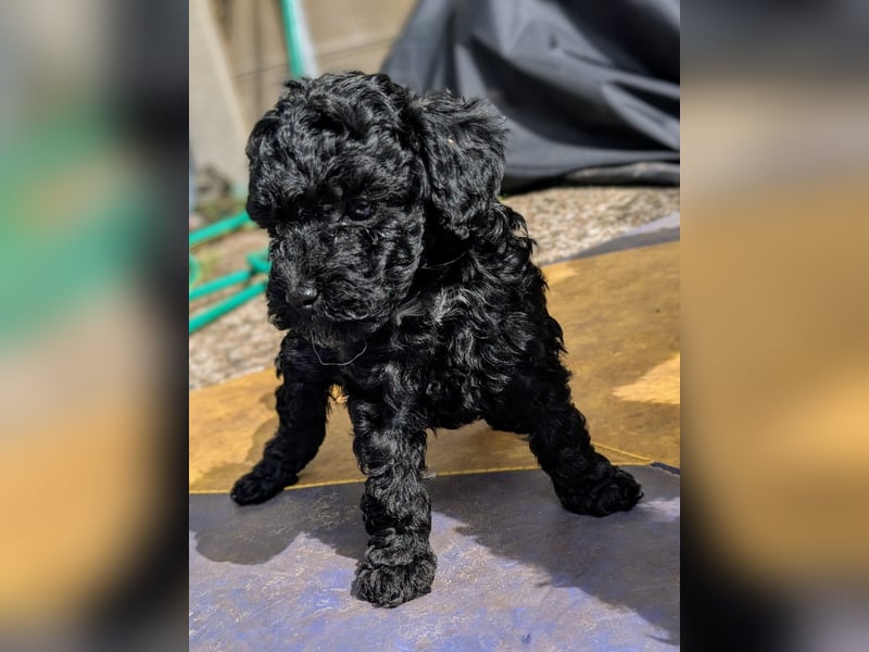 Schwarze (DARK chocolate)? Toypudel Hündin ab 6/2025