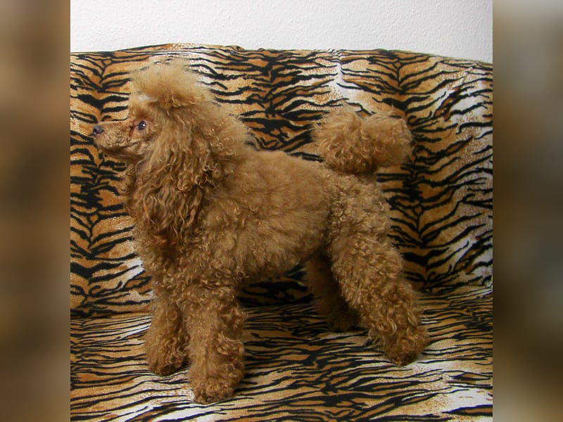 Toypudel Deckrüde erstklassig