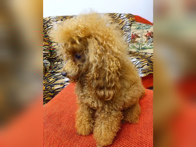 Toypudel Deckrüde erstklassig