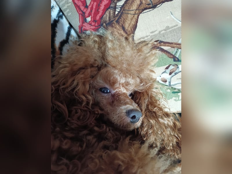 Toypudel Deckrüde erstklassig