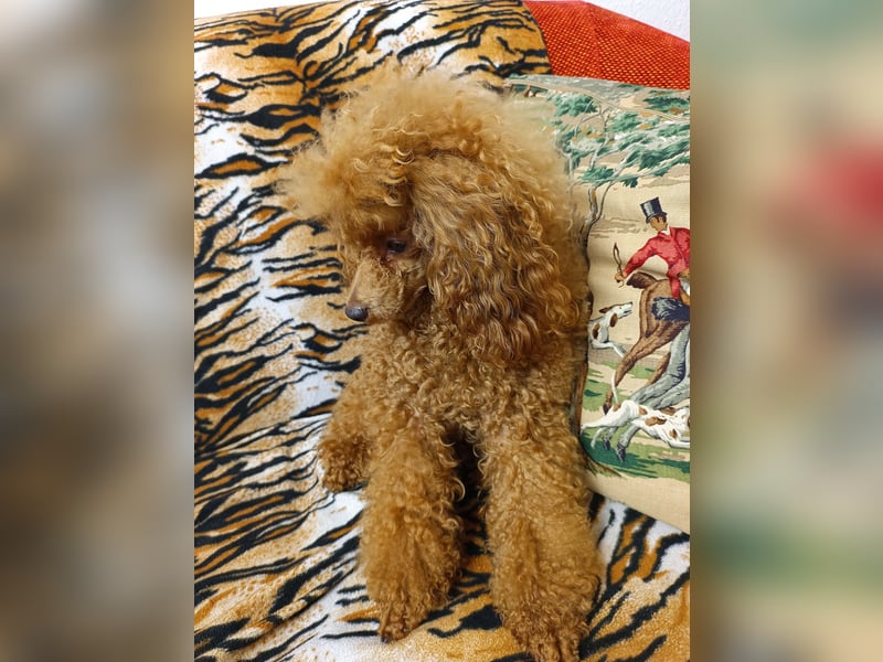 Toypudel Deckrüde erstklassig