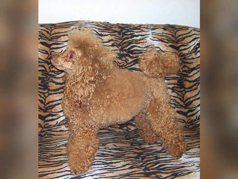 Toypudel Deckrüde erstklassig