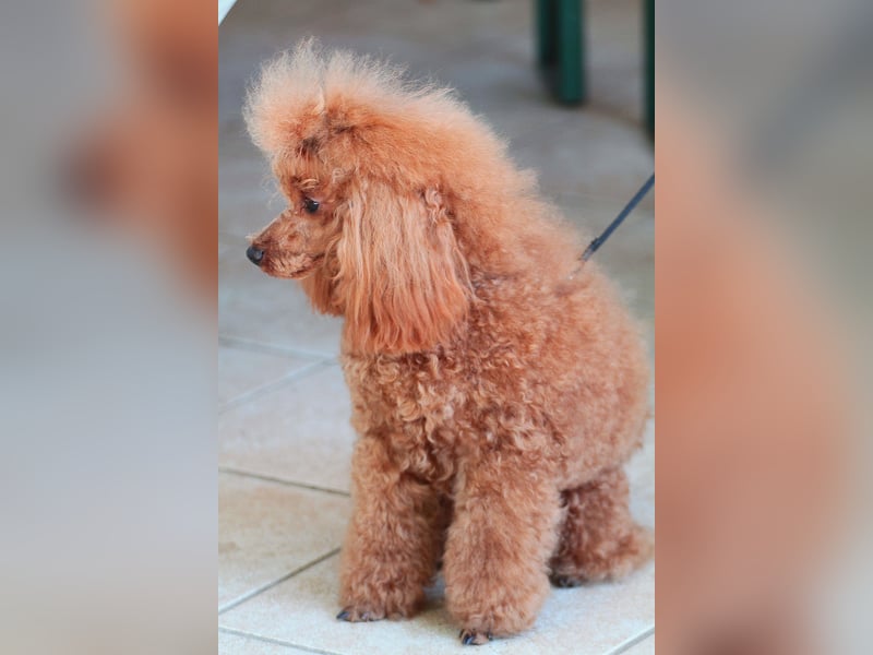 Toypudel Deckrüde erstklassig