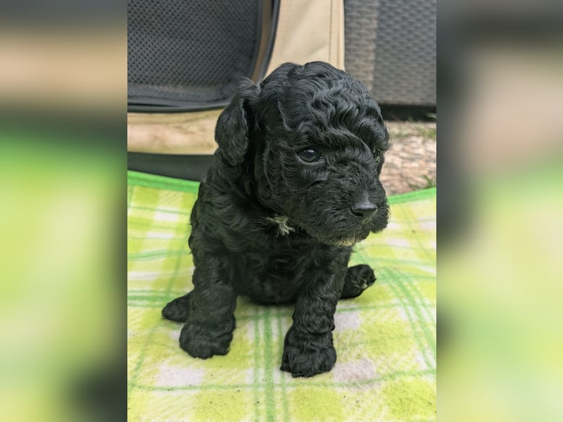 Toypudel Zwergpudel Welpen, garantiert tolle Welpen ab Juni 25