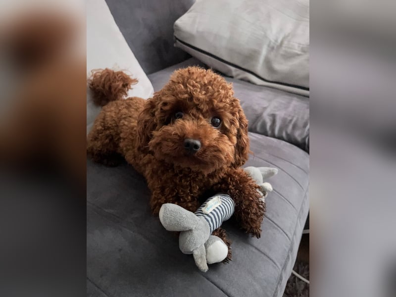 Toy-Pudel Deckrüde sucht passende Hündin