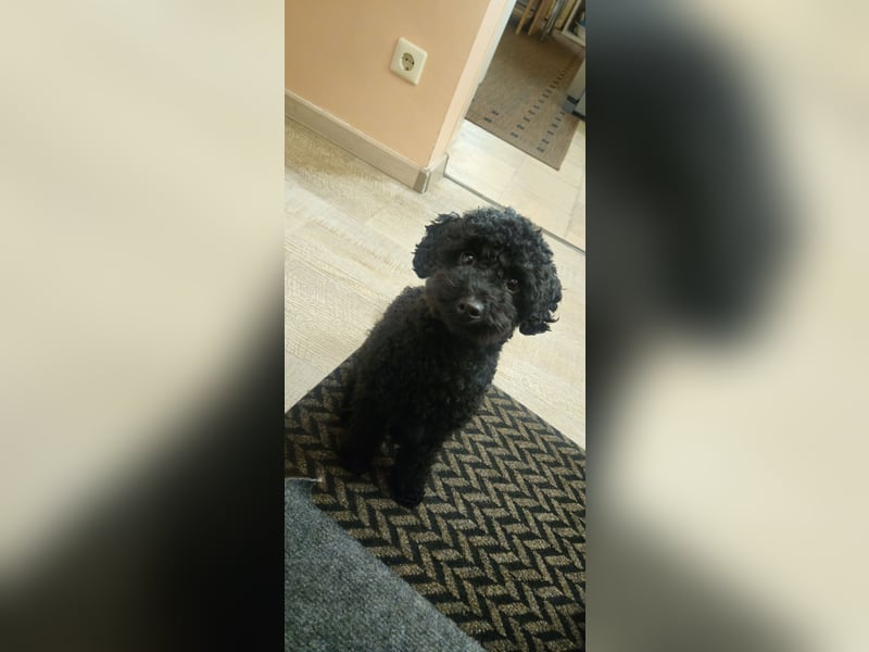 Deckrüde toypudel(erfahrener Deckrüde)