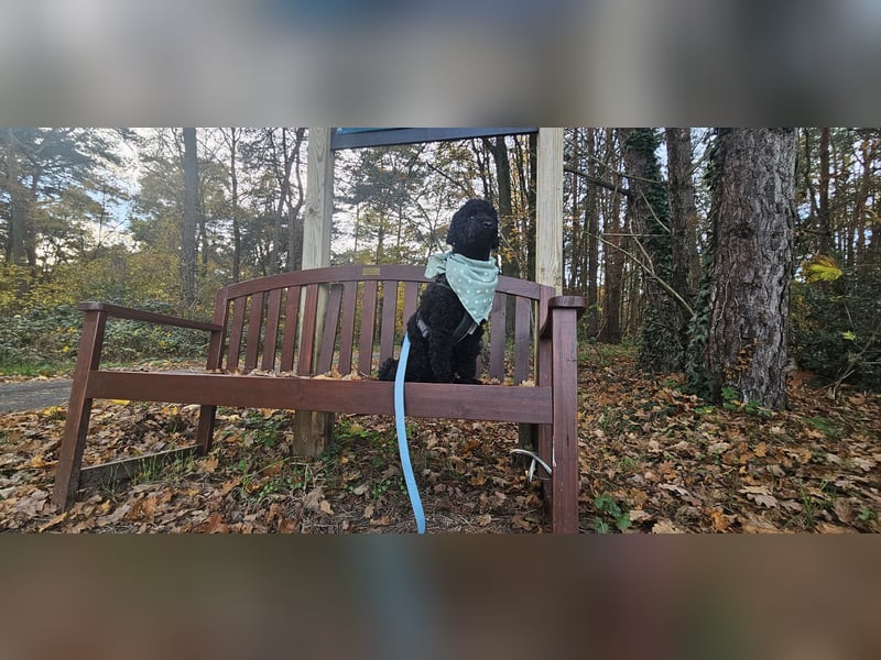 Deckrüde toypudel(erfahrener Deckrüde)