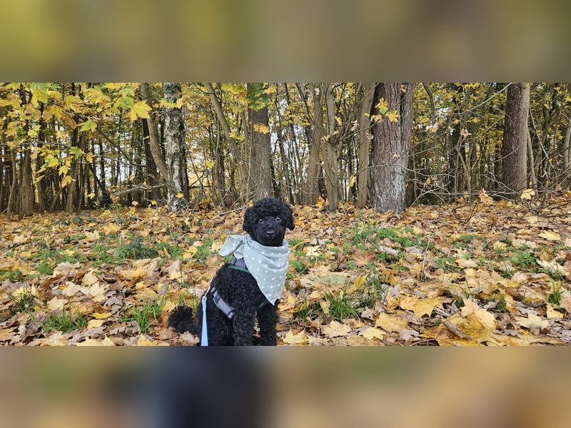 Deckrüde toypudel(erfahrener Deckrüde)