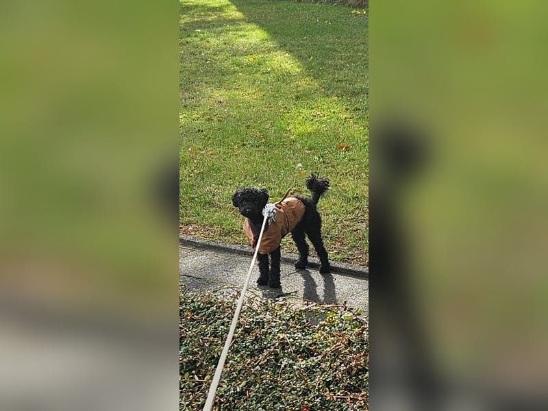 Deckrüde toypudel(erfahrener Deckrüde)