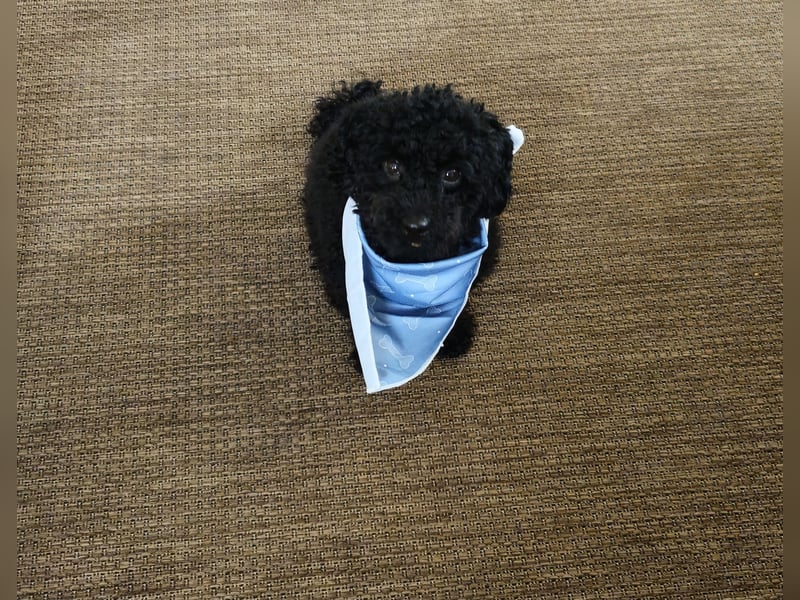 Deckrüde toypudel(erfahrener Deckrüde)