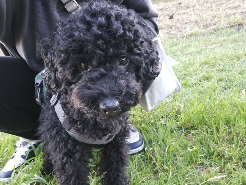 Deckrüde toypudel(erfahrener Deckrüde)