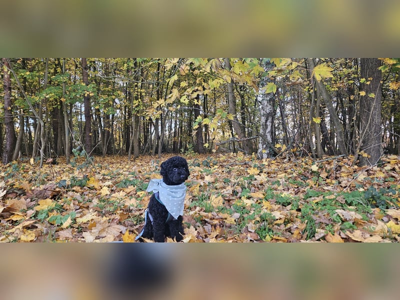 Deckrüde toypudel(erfahrener Deckrüde)