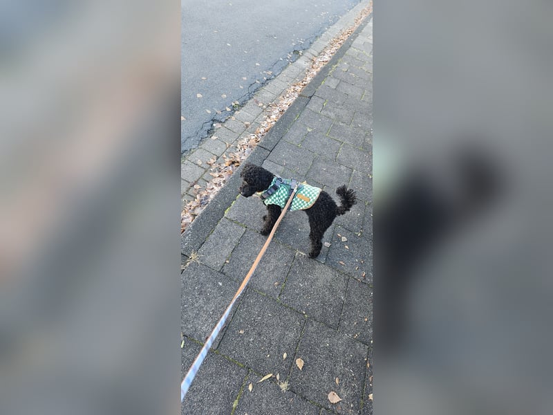 Deckrüde toypudel(erfahrener Deckrüde)