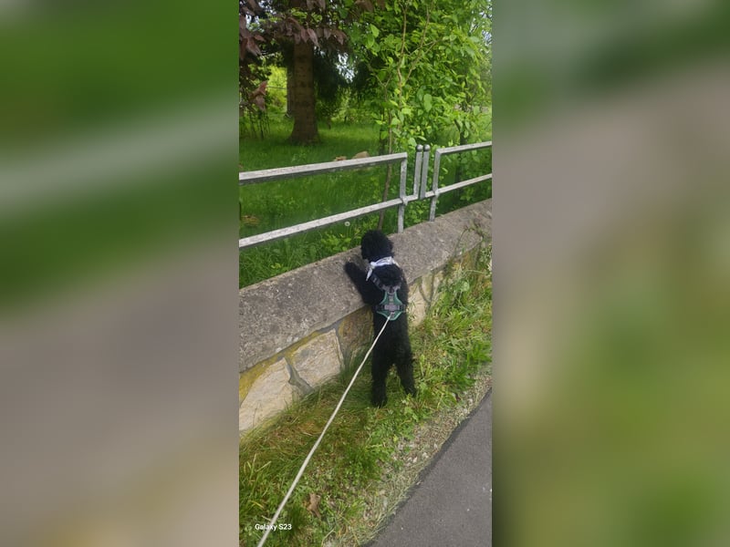 Deckrüde toypudel(erfahrener Deckrüde)