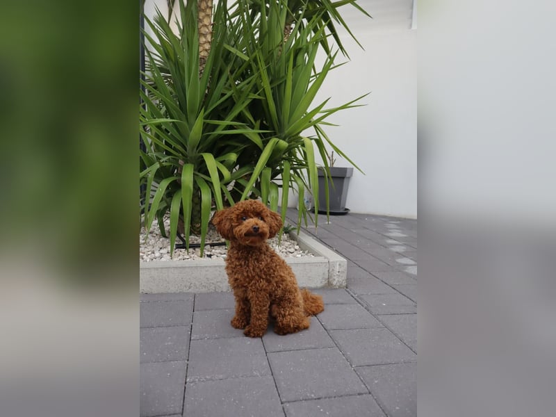 Bezaubernder Toy-/Zwergpudeln-Rüde „Teddy“ als Deckrüde (Kein Verkauf!)