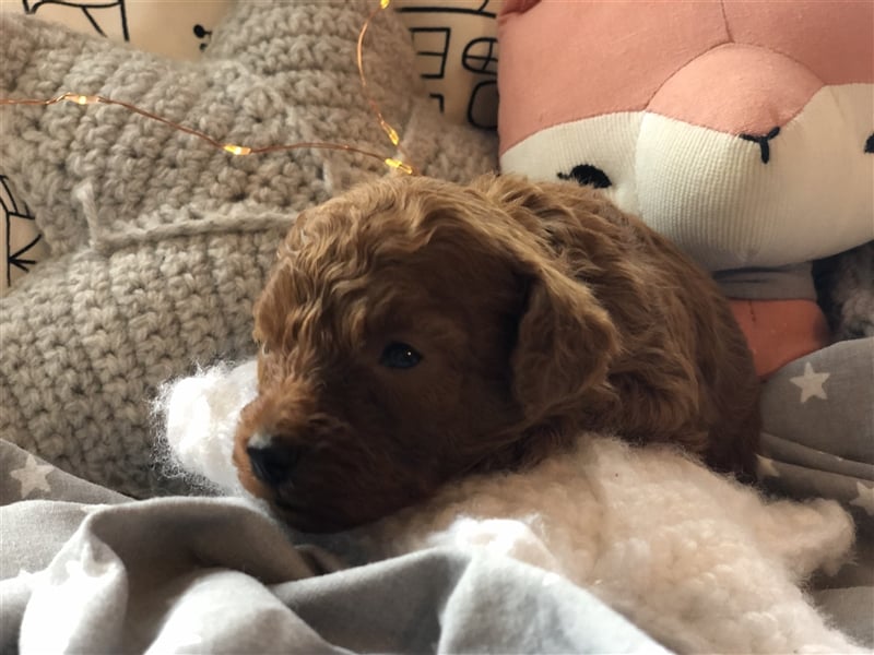 Toy Pudel asiatische rote Linie 23 cm Deckrüde aus China red braun Aprico