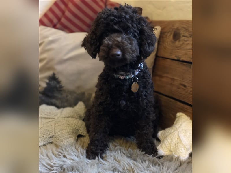 Deckrüde Toy Pudel Dark Schoko braun 27 cm 3kg Farbhaltend erfahrener Deckrüde