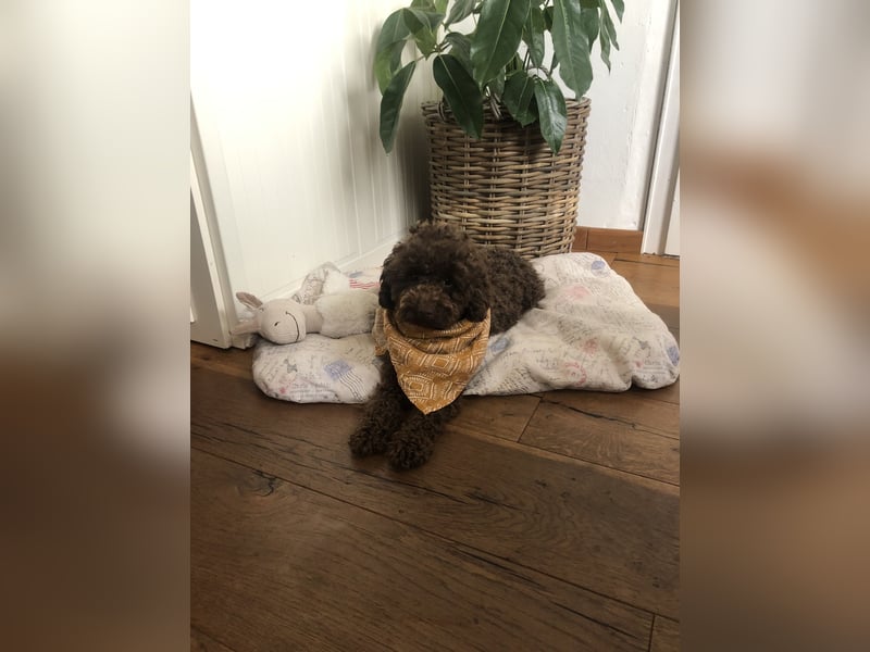 Deckrüde Toy Pudel Dark Schoko braun 27 cm 3kg Farbhaltend erfahrener Deckrüde