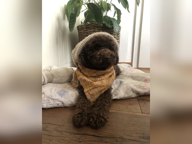 Deckrüde Toy Pudel Dark Schoko braun 27 cm 3kg Farbhaltend erfahrener Deckrüde