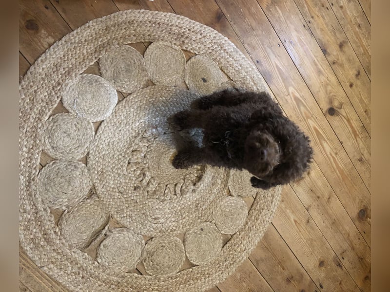 Deckrüde Toy Pudel Dark Schoko braun 27 cm 3kg Farbhaltend erfahrener Deckrüde