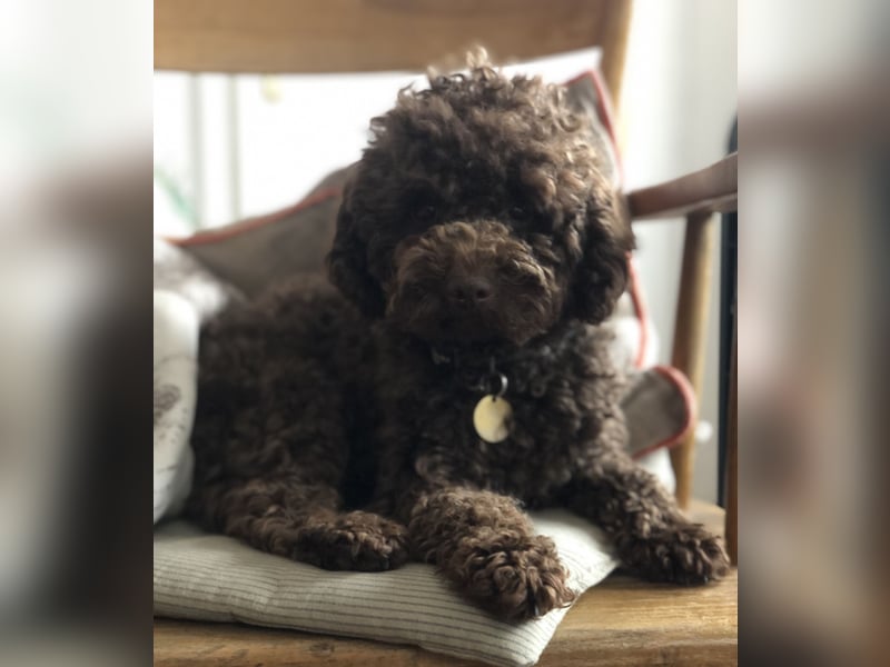 Deckrüde Toy Pudel Dark Schoko braun 27 cm 3kg Farbhaltend erfahrener Deckrüde