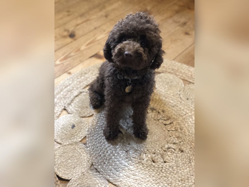 Deckrüde Toy Pudel Dark Schoko braun 27 cm 3kg Farbhaltend erfahrener Deckrüde