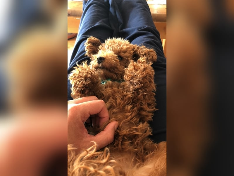 Toy Pudel asiatische rote Linie 23 cm Deckrüde aus China red braun Aprico