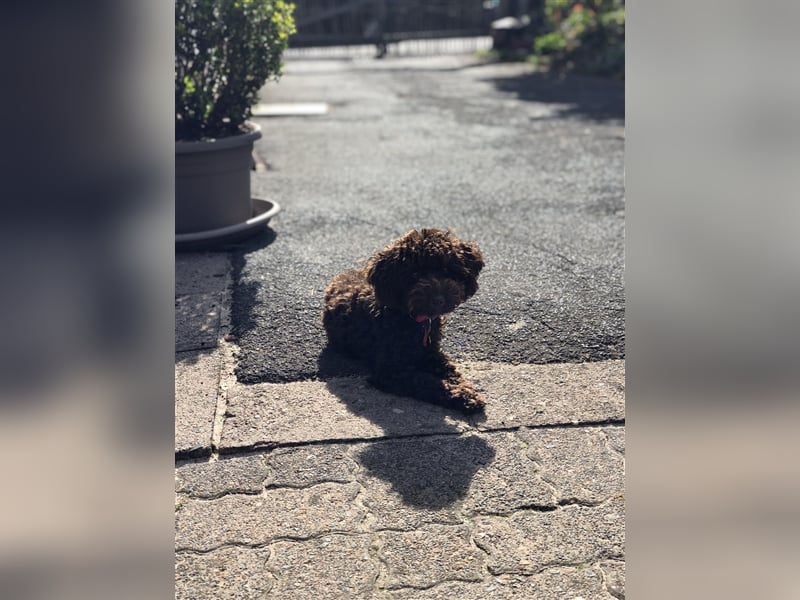 Deckrüde Toy Pudel Dark Schoko braun 27 cm 3kg Farbhaltend erfahrener Deckrüde