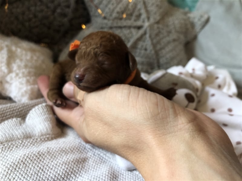 Toy Pudel asiatische rote Linie 23 cm Deckrüde aus China red braun Aprico