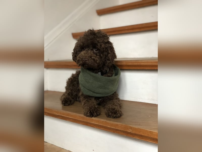 Deckrüde Toy Pudel Dark Schoko braun 27 cm 3kg Farbhaltend erfahrener Deckrüde