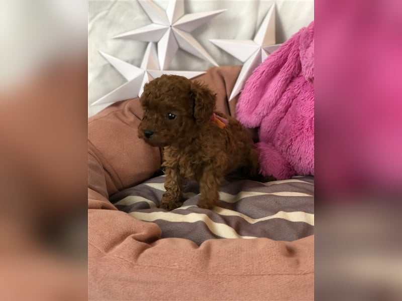 Toy Pudel asiatische rote Linie 23 cm Deckrüde aus China red braun Aprico