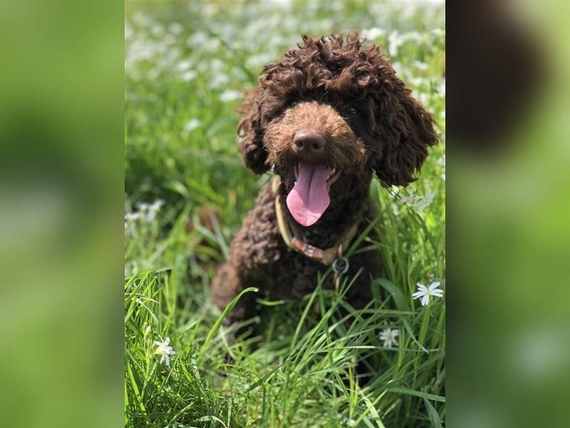 Deckrüde Toy Pudel Dark Schoko braun 27 cm 3kg Farbhaltend erfahrener Deckrüde